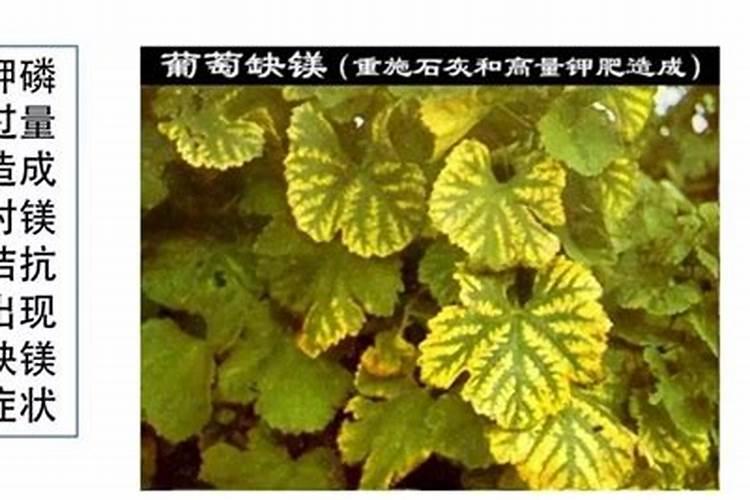 花生打什么药可以高产