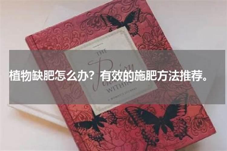 绿植黄叶是缺什么营养
