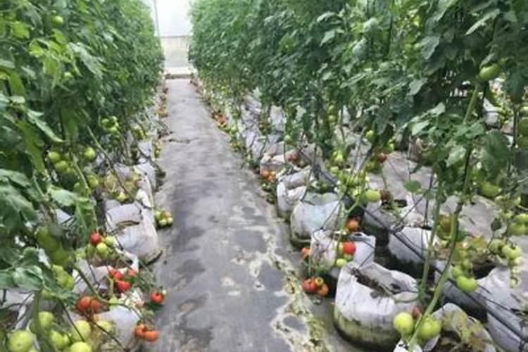 丙溴磷与芸苔素能混用吗