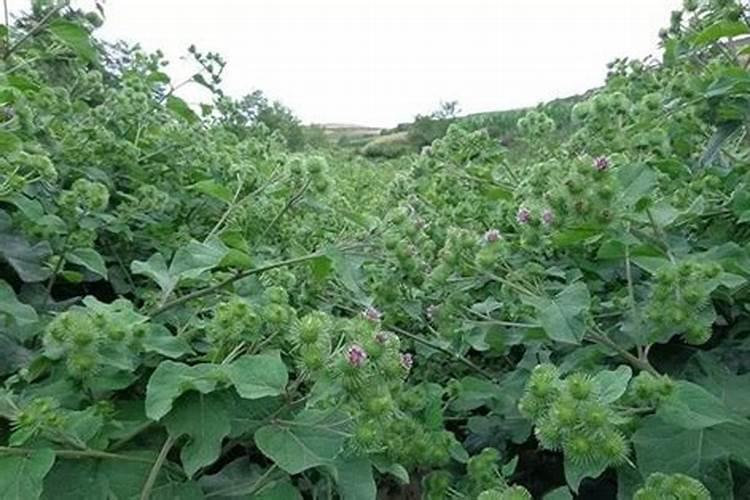 栽种八角想要增产增收,都有哪些误区要避开？