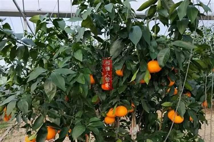 1至2年柑橘树用什么肥料
