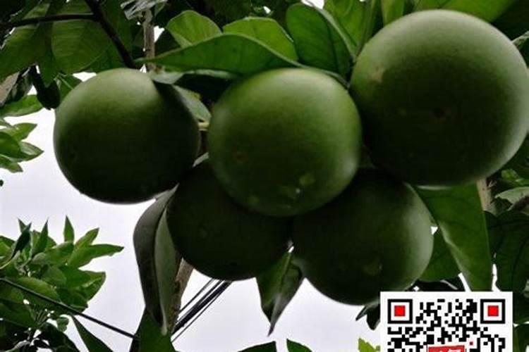 镁肥是什么肥料镁肥有哪些