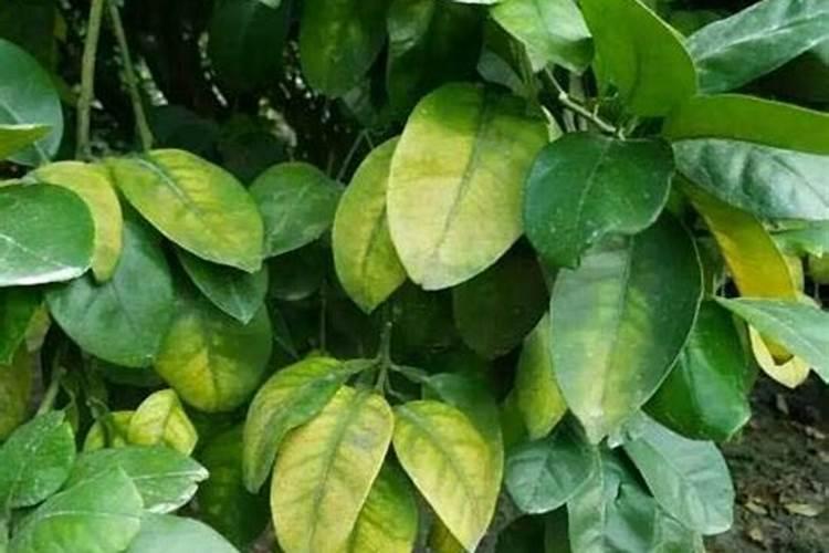 柚子树刚摘果,用不用肥料灌一下？