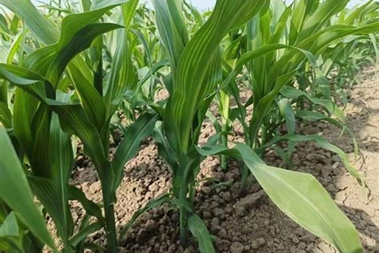 蝴蝶兰施肥方法和注意事项