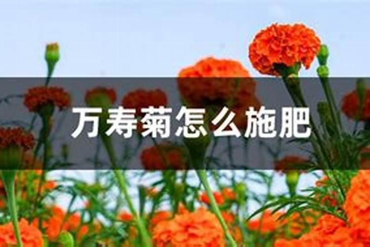 万寿菊怎么施肥