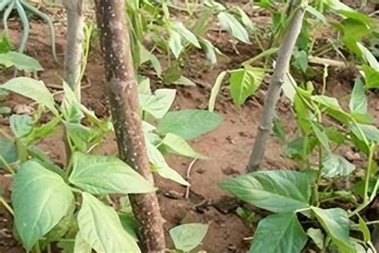 山东哪里种植水稻