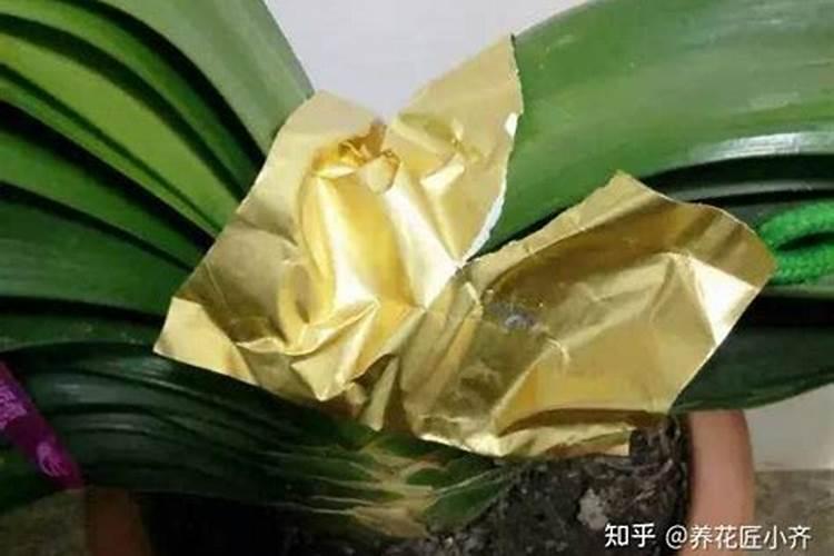 解决君子兰夹箭最好办法是什么 都有哪些方法