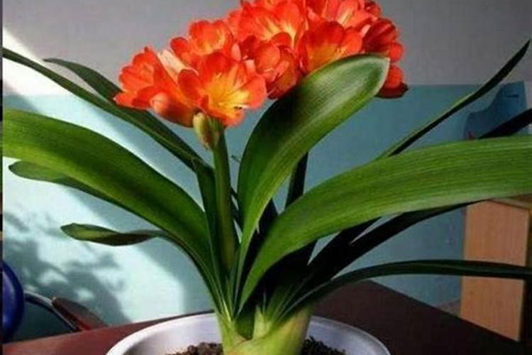 君子兰夹箭了怎样才能长出来