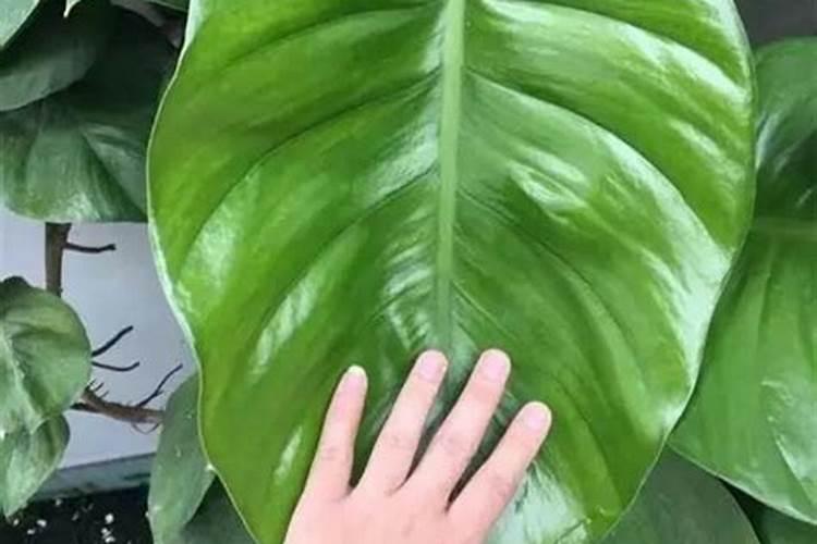 为什么花苗叶子黄了怎样能使花叶子变绿