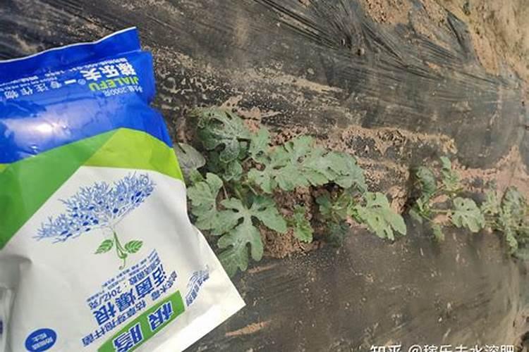 芹菜第一次施肥什么时候 施肥技术要点
