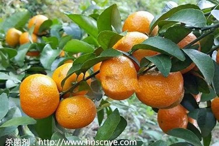 果树用水溶肥好还是复合肥好(复合肥可以兑水浇果树吗)