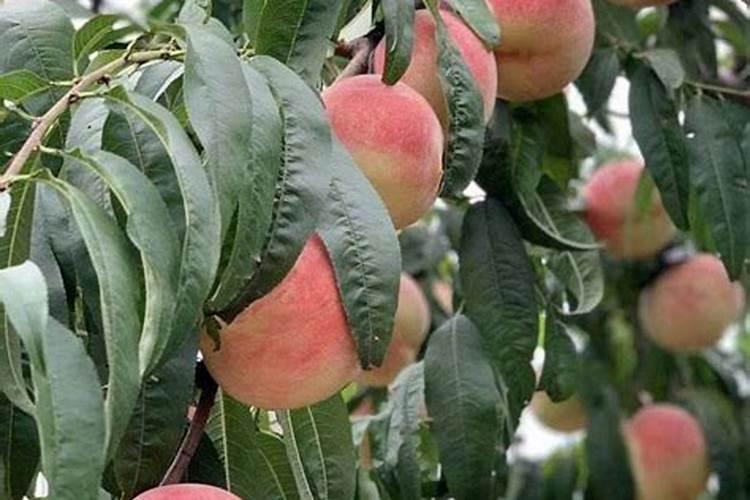 我的草莓苗新叶子一长出来就干枯,求帮忙解一下,为什么？