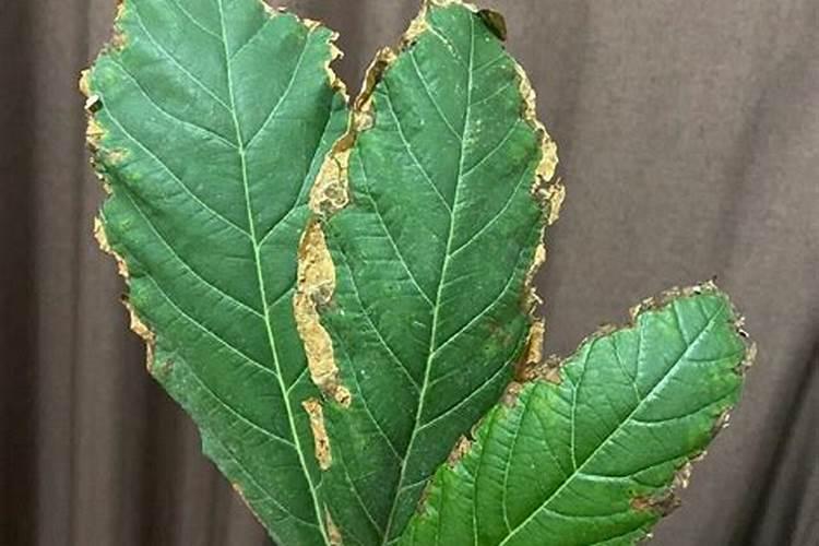 含磷量高的10种蔬菜