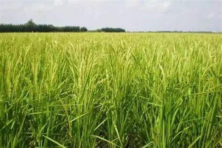 种植大豆需要用什么肥？