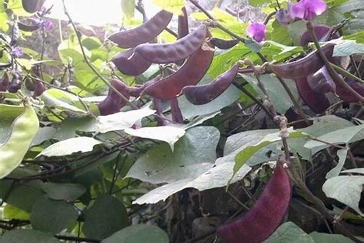 硫酸钾钙镁肥一亩用量