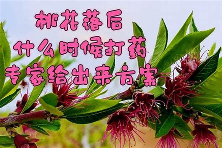 桃树追什么肥料,桃树追肥时期在什么时候