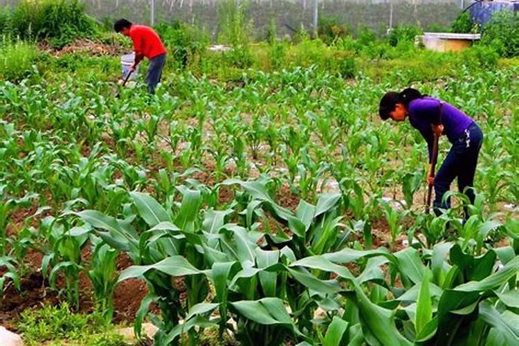 柑橘膨果期上什么肥料好？柑橘膨大期施肥用什么肥料？