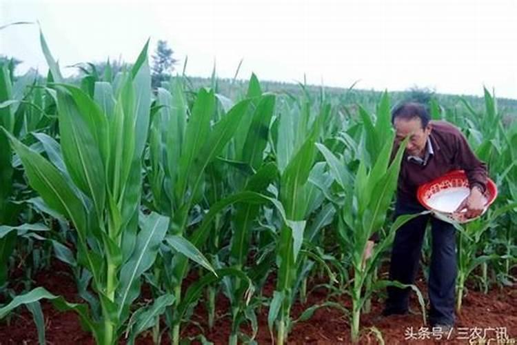 玉米已下底肥,什么时候施肥