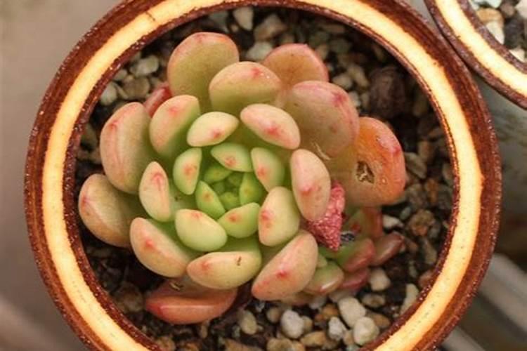 什么样的肥料适合所有花草  养花草用什么肥料好