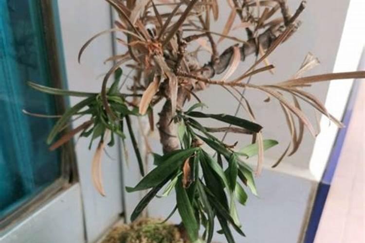 青菜怎么样种植