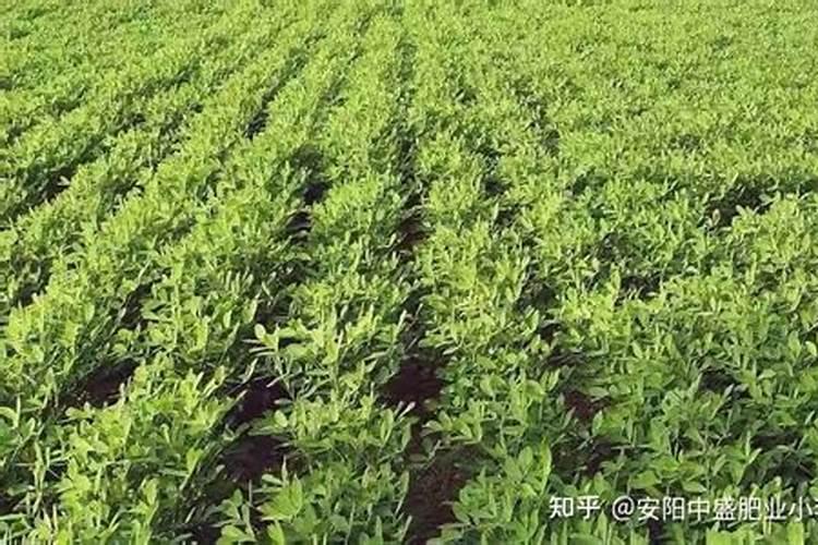 种花生用什么肥料最好