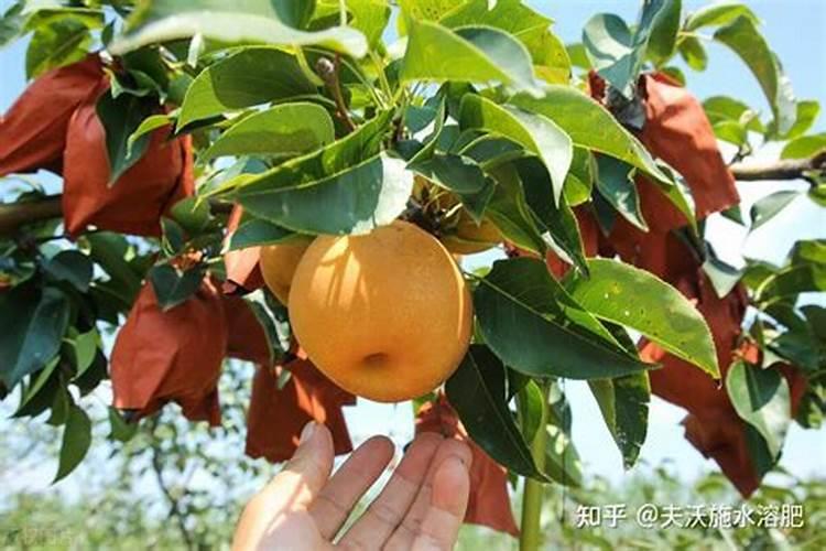 山药膨大常用的肥料