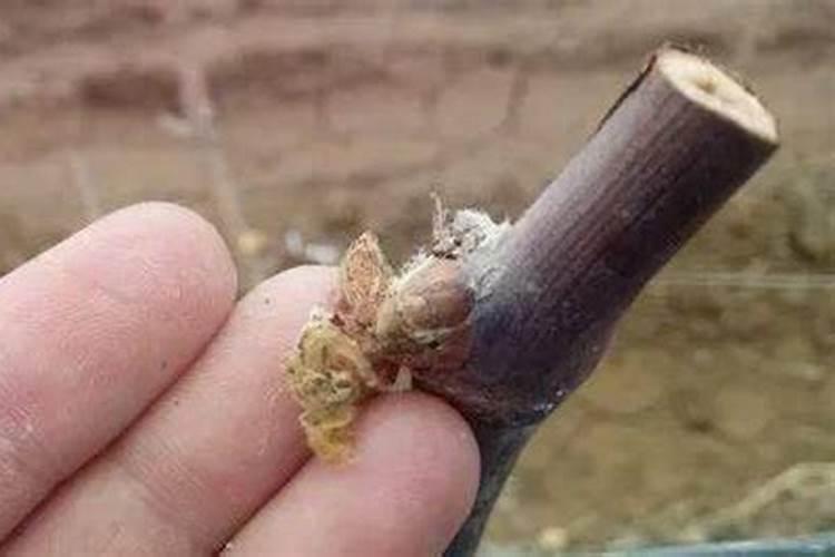 山药膨大常用的肥料