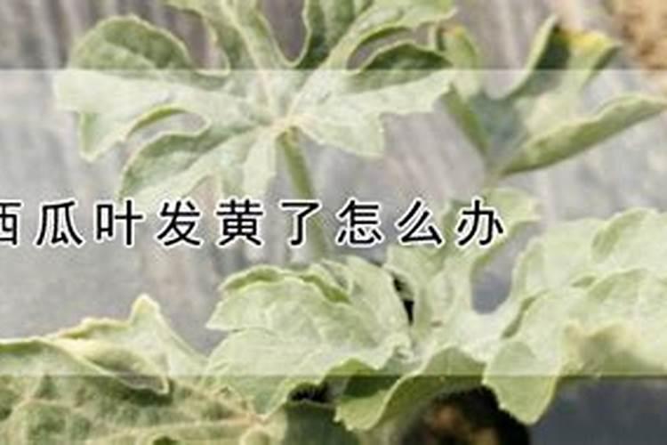 国光与国光钾是一个品牌吗