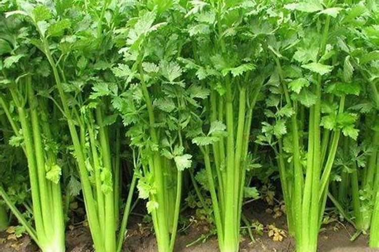 芹菜在生长期适宜施什么肥料