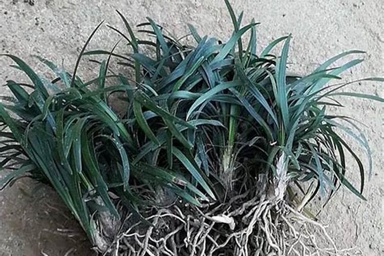 矮麦冬草坪浇灌复合肥水还是浇灌尿素水好