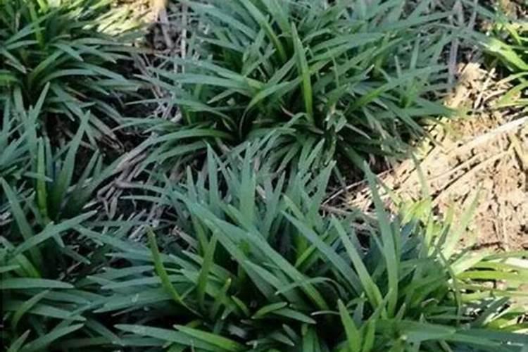 分析矮麦冬的应用及繁殖技术论文