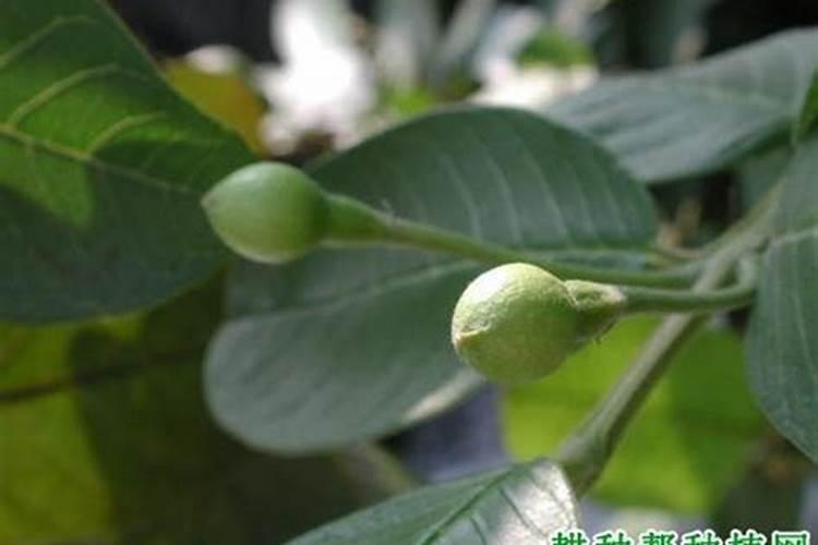 请问这是什么树,每天都在落仔,地点在海南海口。