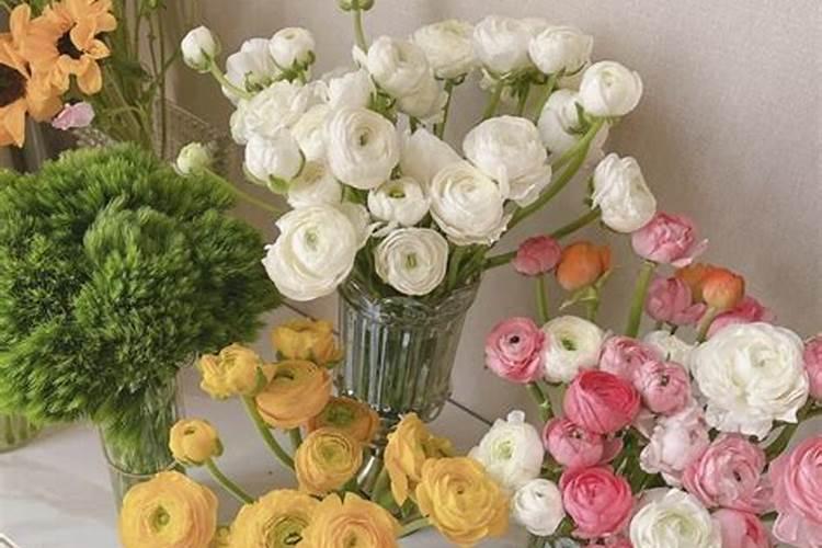 香樟树和盆架子树的区别