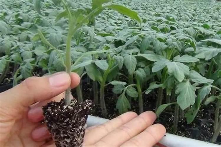 番茄秧不长锌肥和尿素能施吗？