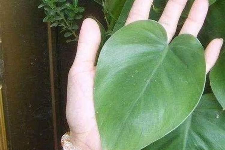 饼肥适合哪些花卉使用(养花施用的饼肥是什么肥)