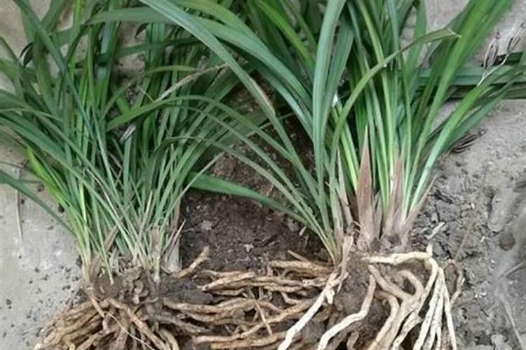 梅花施肥时间和方法