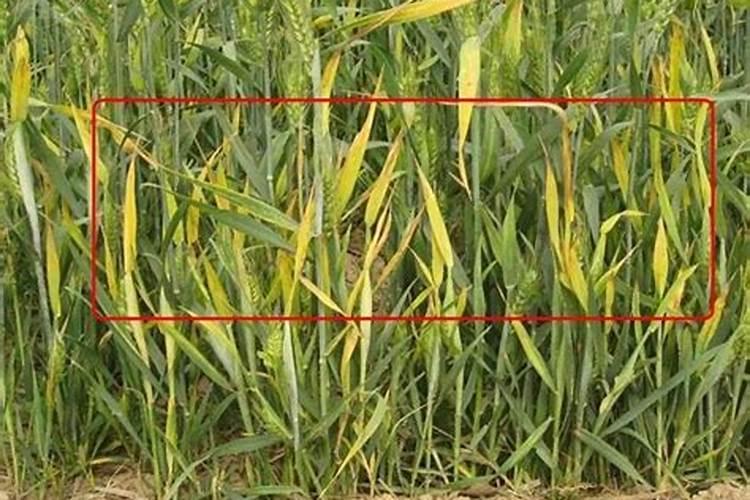 贡柑吃着苦,是不是坏了,还能吃吗？