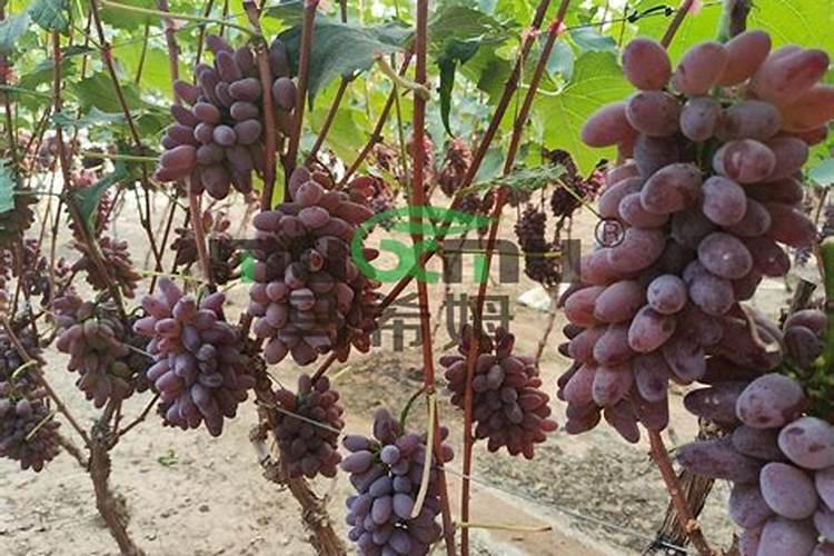 百香果浇什么肥料,怎么给百香果施肥