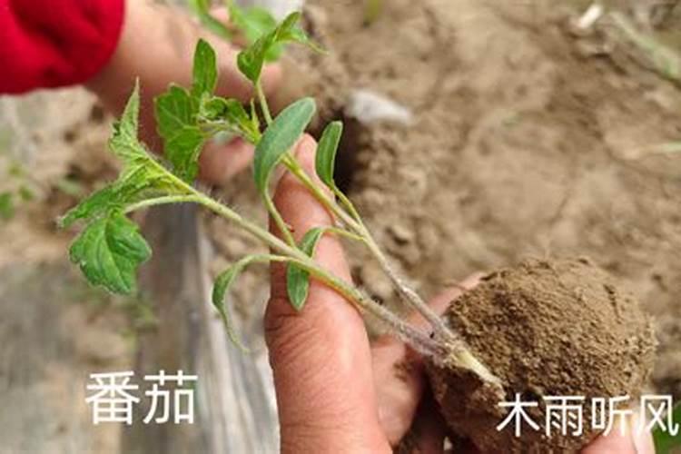 什么肥料对兰花发芽生根开花最好