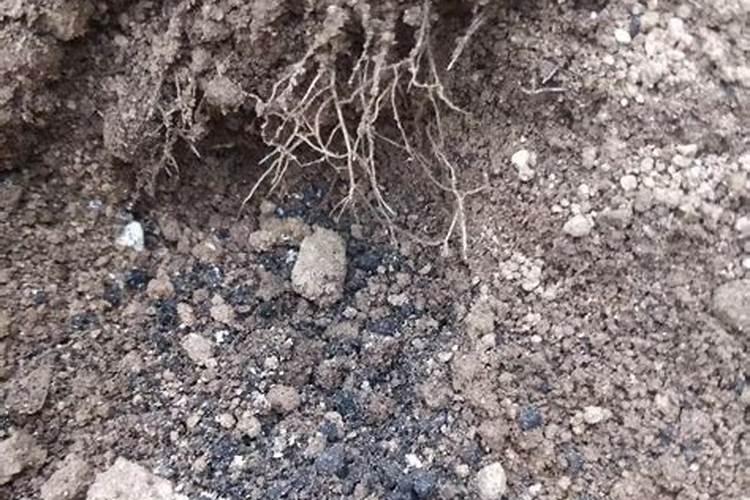 黄腐酸钾过量使用危害 需要注意什么