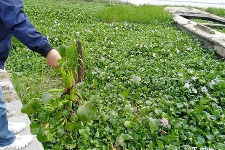 韭菜追肥,是用人粪尿好还是用草木灰好？两种肥料怎样使用？