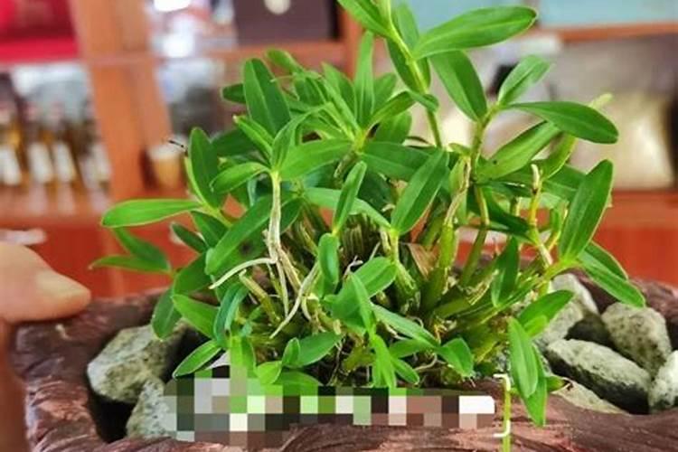 石斛栽培方法 石斛如何养护