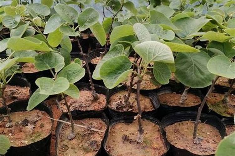 干橄榄菜用焯水吗