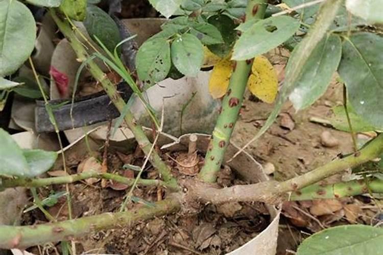 葡萄种植需要施什么肥料