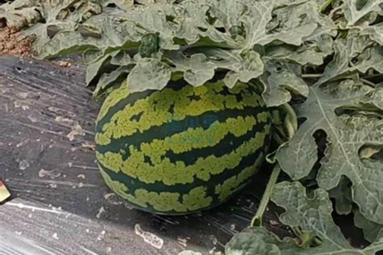 种植西瓜用什么肥料最佳？不同生长阶段,巧施肥料