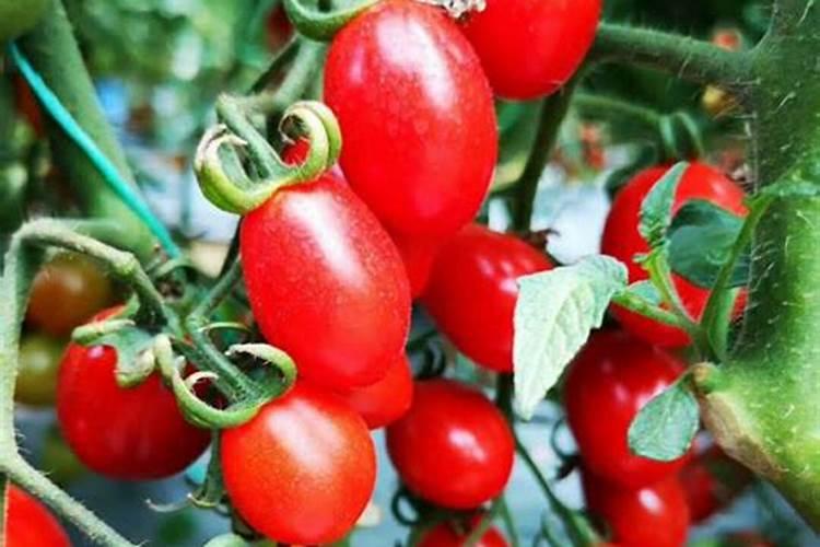 膨果肥用什么肥最好