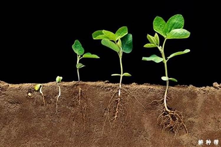 把啤酒草木灰白醋红糖兑成水去喷红薯,这种方法是真可行吗