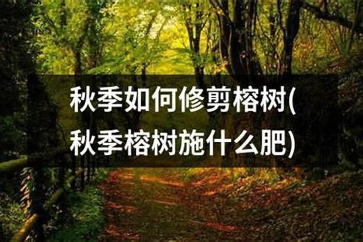 榕树秋天怎么养护