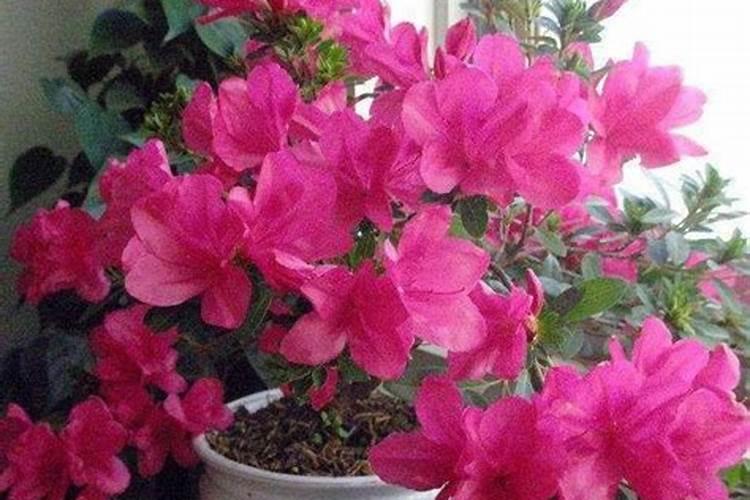 山药控旺打什么药