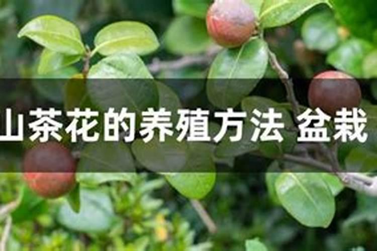 黄瓜主要的病虫害有哪些